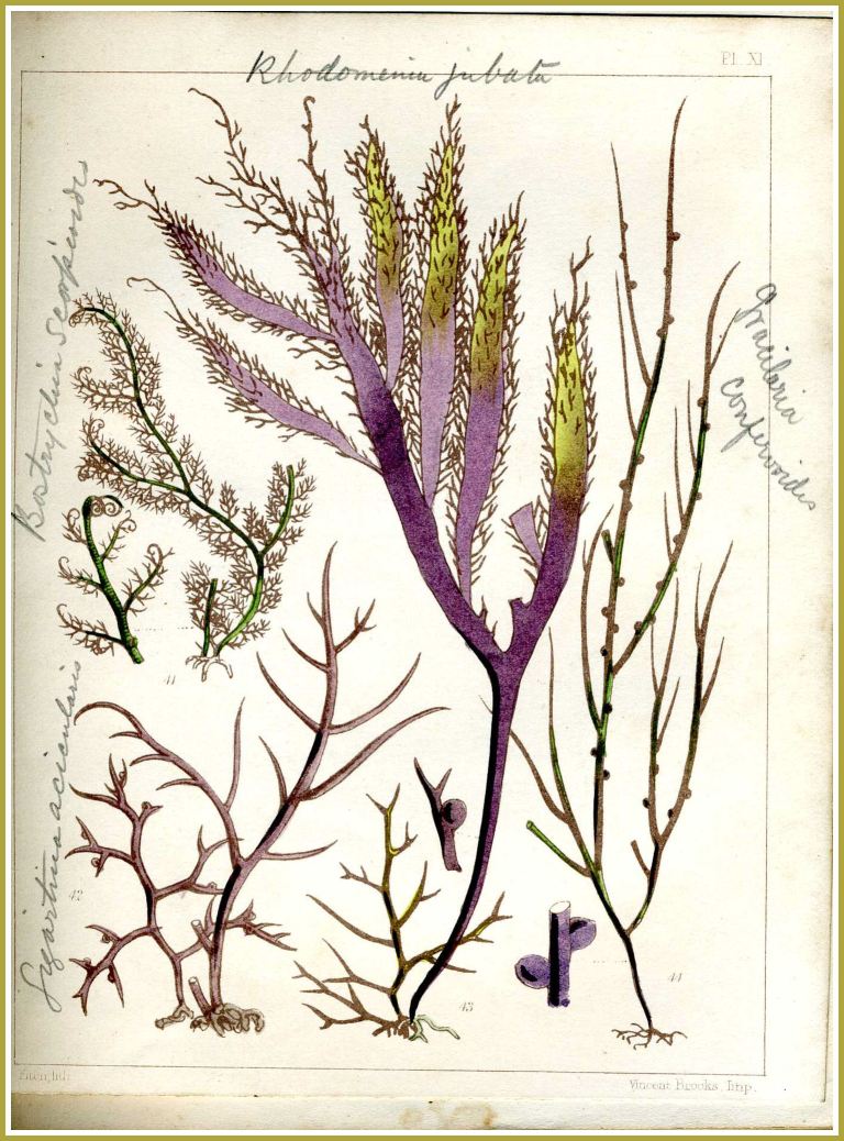 19th Century seaweed picture: Illustration of Gracilaria confervoides seaweed (shown on far right of the page) from the book "Popular History of British Seaweeds" by the Rev. Landsborough published in1857 (7) 