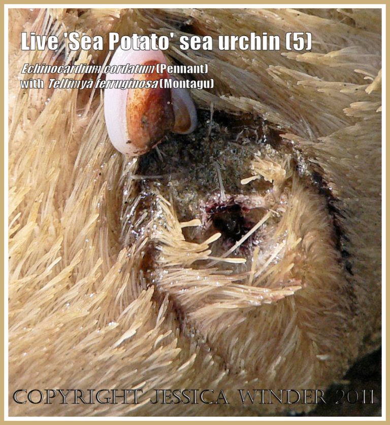 P1020646bBlog5 Living 'Sea Potato' sea urchin, Echinocardium cordatum (Pennant), with live bivalved molluscs, Tellimya ferruginosa (Montagu), on the low tide sand at Port Eynon, Gower, South Wales, UK (5) Living 'Sea Potato' sea urchin, Echinocardium cordatum (Pennant), with live bivalved molluscs, Tellimya ferruginosa (Montagu), on the low tide sand at Port Eynon, Gower, South Wales, UK (5)