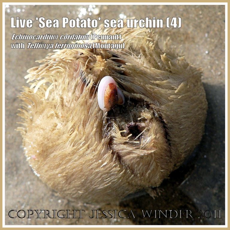 P1020646cBlog4 Living 'Sea Potato' sea urchin, Echinocardium cordatum (Pennant), with live bivalved molluscs, Tellimya ferruginosa (Montagu), on the low tide sand at Port Eynon, Gower, South Wales, UK (4) Living 'Sea Potato' sea urchin, Echinocardium cordatum (Pennant), with live bivalved molluscs, Tellimya ferruginosa (Montagu), on the low tide sand at Port Eynon, Gower, South Wales, UK (4)