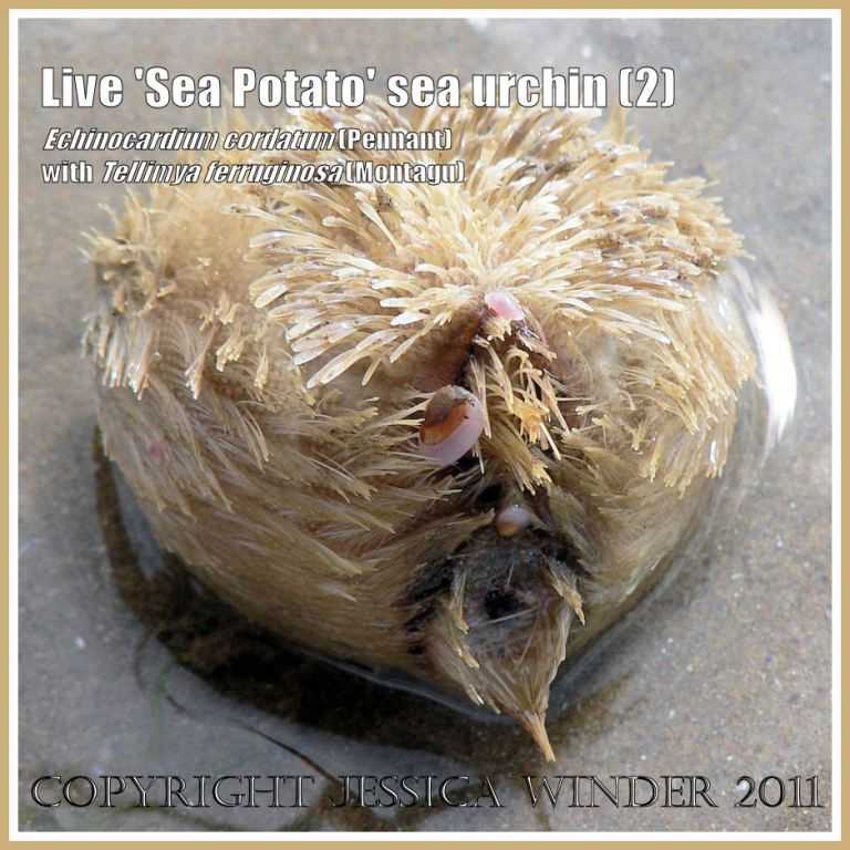P1020655aBlog2 Living 'Sea Potato' sea urchin, Echinocardium cordatum (Pennant), with live bivalved molluscs, Tellimya ferruginosa (Montagu), on the low tide sand at Port Eynon, Gower, South Wales, UK (2) Living 'Sea Potato' sea urchin, Echinocardium cordatum (Pennant), with live bivalved molluscs, Tellimya ferruginosa (Montagu), on the low tide sand at Port Eynon, Gower, South Wales, UK (2)