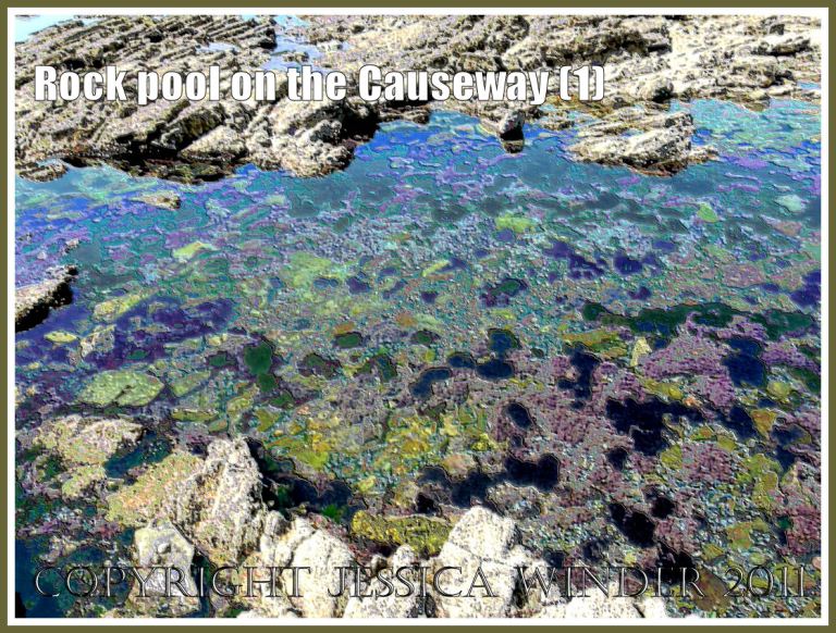 Rock pool on Worms Head Causeway, Gower, South Wales, UK - a digitally modified photograph (1)