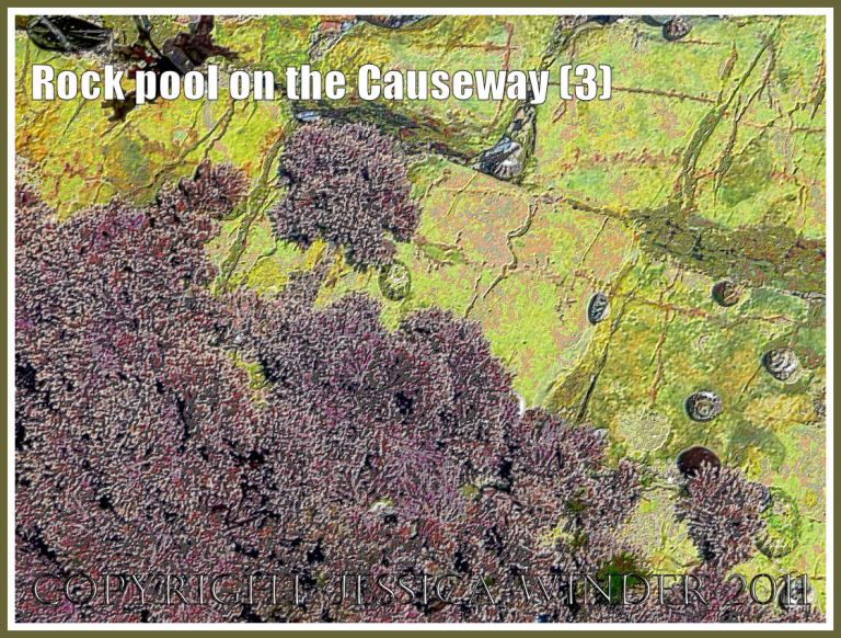 Rock pool with Coral Weed and grazing molluscs on Worms Head Causeway, Gower, South Wales, UK - a digitally modified photograph (3)