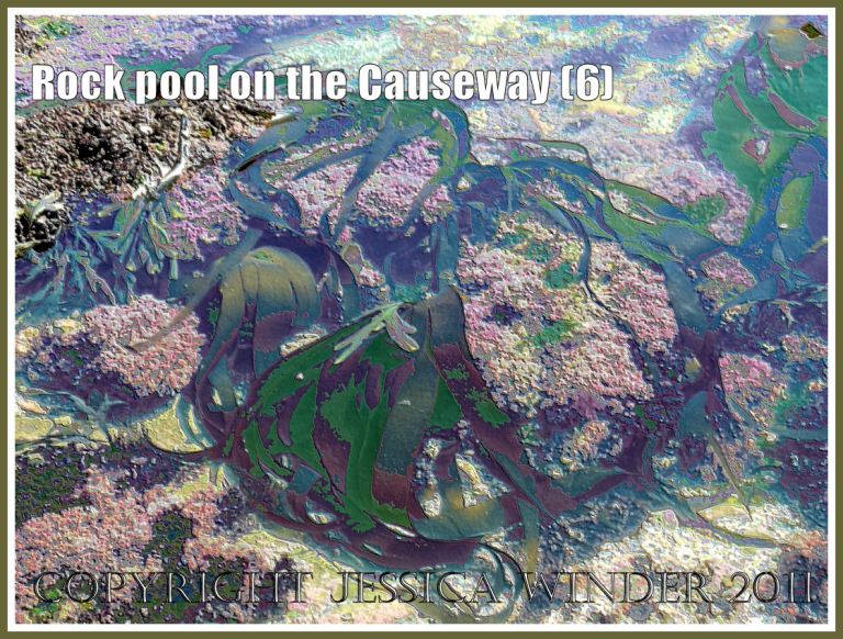 Rock pool with a large frond of kelp amongst the coral weed on Worms Head Causeway, Gower, South Wales, UK - a digitally modified photograph (6)
