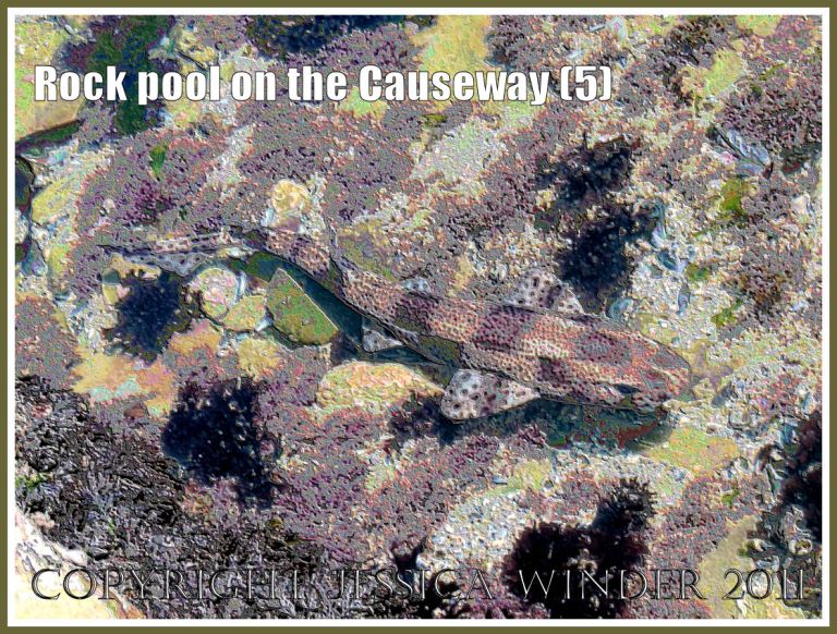 Rock pool with a large swimming Nurse Hound fish on Worms Head Causeway, Gower, South Wales, UK - a digitally modified photograph (5)