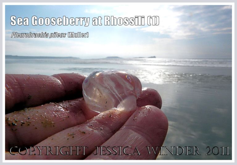 P1050076bBlog1 Sea Gooseberry. Pleurobrachia pileus (Muller), a small transparent jelly-like seashore creature, held in my hand on the beach at Rhossili Bay with Worms Head in the background, Gower, South Wales, UK (1) Sea Gooseberry. Pleurobrachia pileus (Muller), a small transparent jelly-like seashore creature, held in my hand on the beach at Rhossili Bay with Worms Head in the background, Gower, South Wales, UK (1)