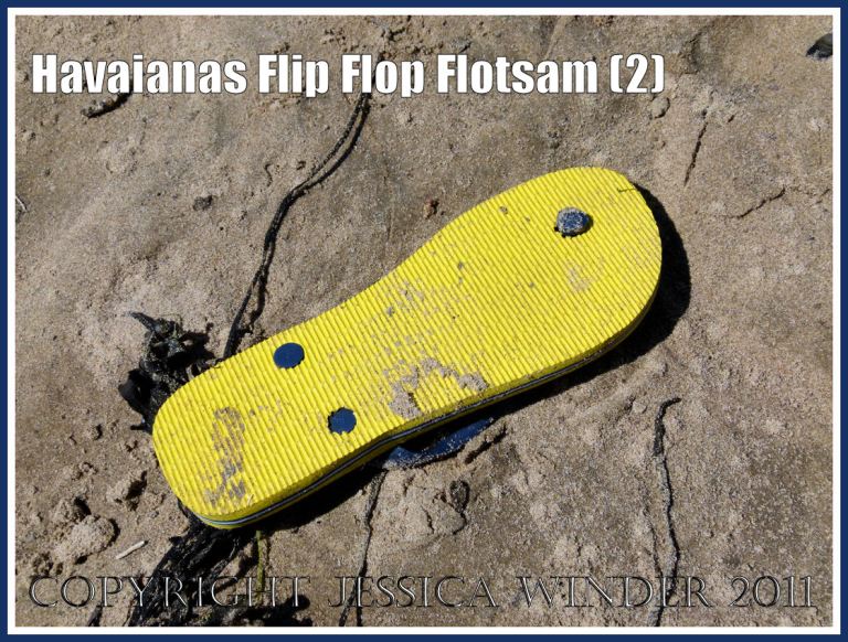 Havaianas flip flop flotsam coloured yellow with blue straps, sole uppermost as first found, washed ashore on the sandy beach at Rhossili, Gower, South Wales, UK, 3 June 2011 (2)