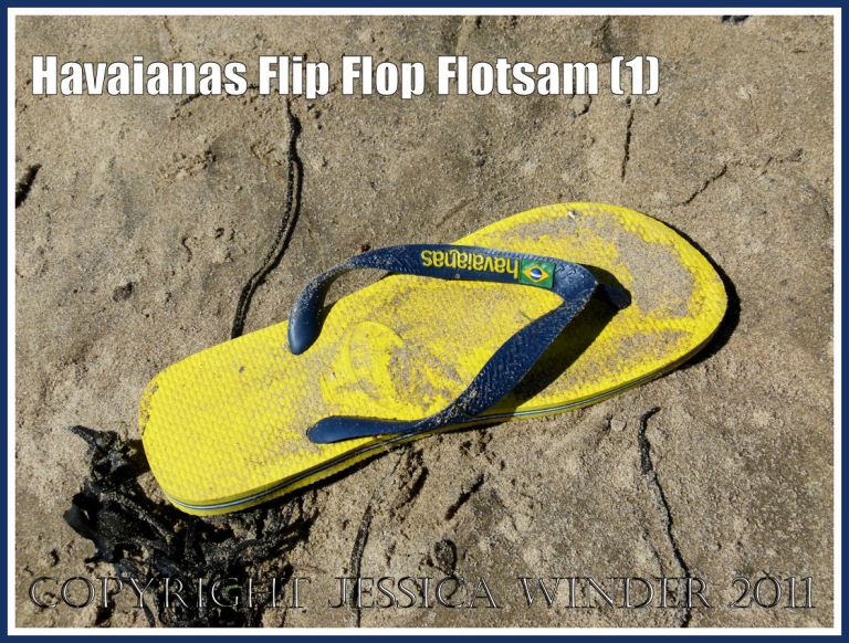 Havaianas flip flop flotsam coloured yellow with blue straps washed ashore on the sandy beach at Rhossili, Gower, South Wales, UK, 3 June 2011 (1)