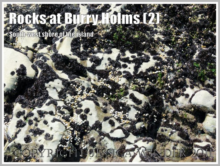 P1050326aBlog2 Rocks on Burry Holms newly colonised by young Common Mussels and Dog Whelks feeding upon them, Rhossili Bay, Gower, South Wales, UK (2) Mussels and Dog Whelks on rocks at Burry Holms: Rocks on Burry Holms newly colonised by young Common Mussels and Dog Whelks feeding upon them, Rhossili Bay, Gower, South Wales, UK (2)