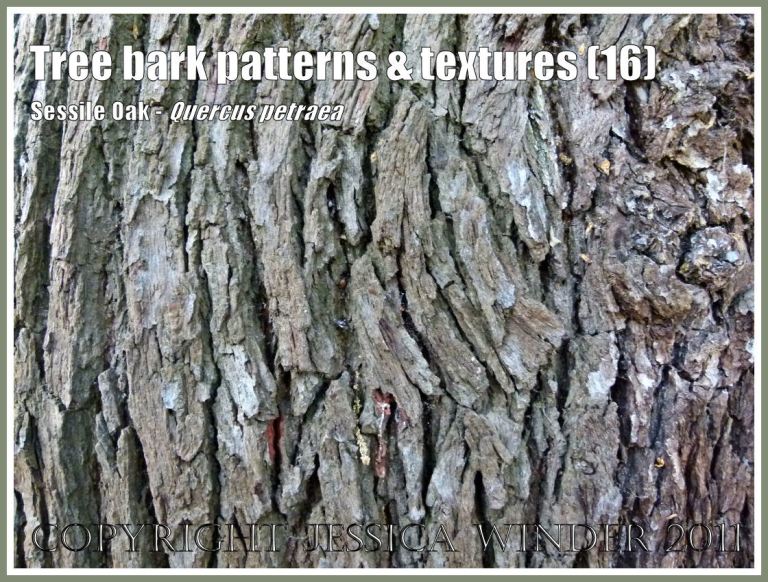 Bark pattern and texture in the Sessile Oak, Quercus petraea Lieb. (16)