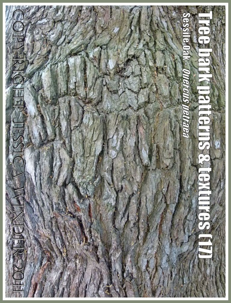 Bark pattern and texture in the Sessile Oak, Quercus petraea Lieb. (17)