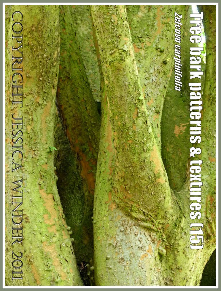 Bark pattern and texture in the Caucasian Elm, Zelcovo carpinifolia (15)