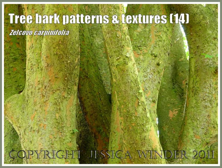 Bark pattern and texture in the Caucasian Elm, Zelcovo carpinifolia (14)