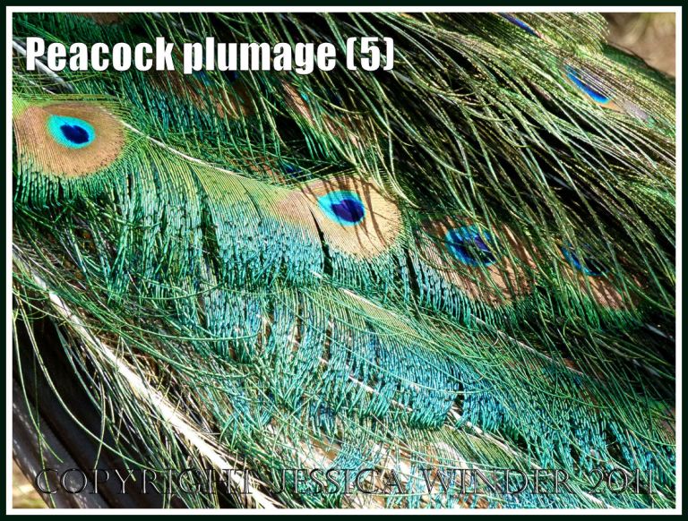 Peacock tail feathers: Peacock plumage pattern with brightly coloured feathers (5)