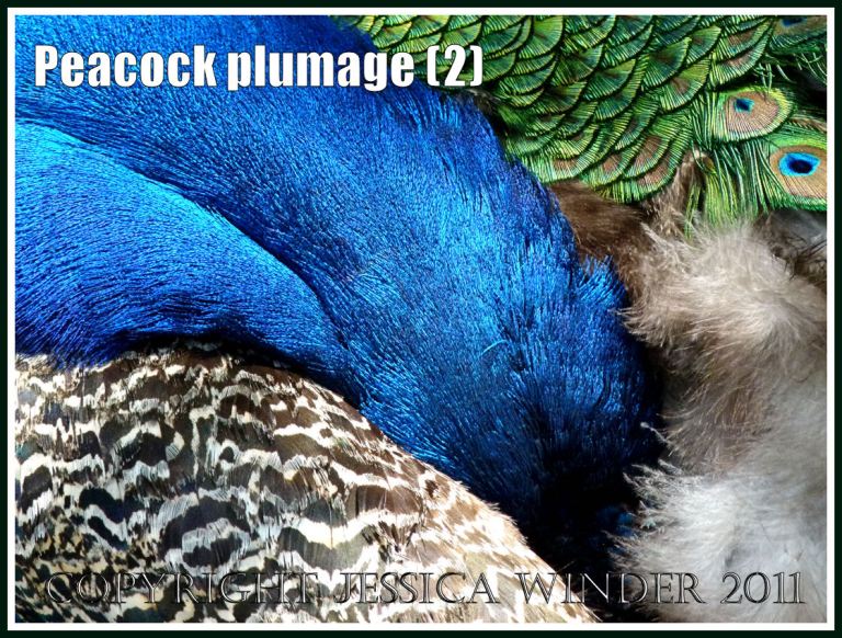 Patterned feathers: Peacock plumage pattern with brightly coloured feathers (2)