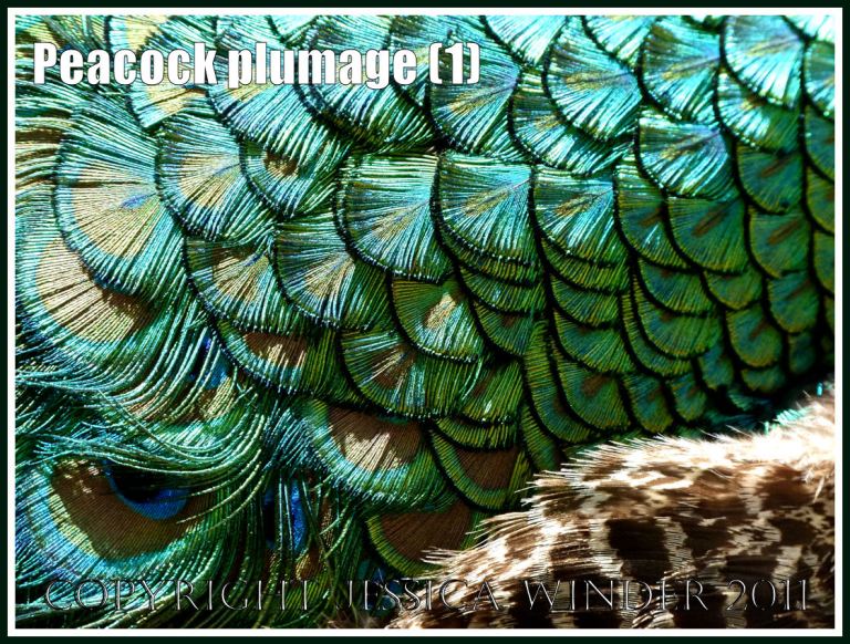 Peacock plumage pattern with brightly coloured feathers (1)