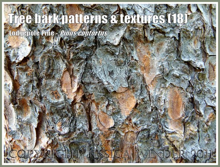 Bark pattern and texture in the Lodgepole Pine, Pinus contorta Loudon (18)