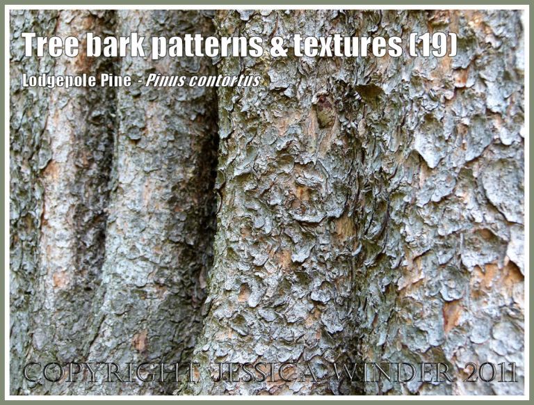Bark pattern and texture in the Lodgepole Pine, Pinus contorta Loudon (19)