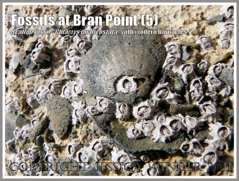 Fossil scallop, Chlamys qualicostata, on the surface of rocks, surrounded by modern day growing acorn barnacles, at Bran Point, Ringstead Bay, Dorset, UK, on the Jurassic Coast (5) Jurassic Coast fossils: Fossil scallop, Chlamys qualicostata, on the surface of rocks, surrounded by modern day growing acorn barnacles, at Bran Point, Ringstead Bay, Dorset, UK, on the Jurassic Coast (5)
