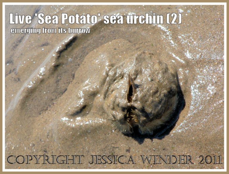 sea urchin coming out of its burrow: Living 'Sea Potato' sea urchin, Echinocardium cordatum (Pennant), emerging from its wet, muddy sand burrow at low tide on Port Eynon beach, Gower, South Wales (2)