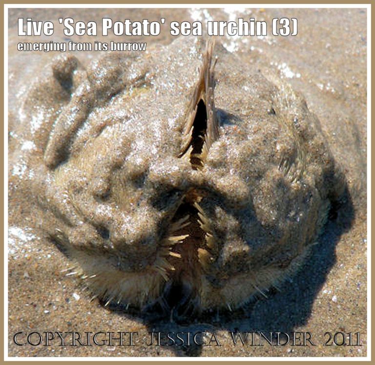 Living 'Sea Potato' sea urchin, Echinocardium cordatum, emerging from its wet, muddy sand burrow at low tide on Port Eynon beach, Gower, South Wales (3)