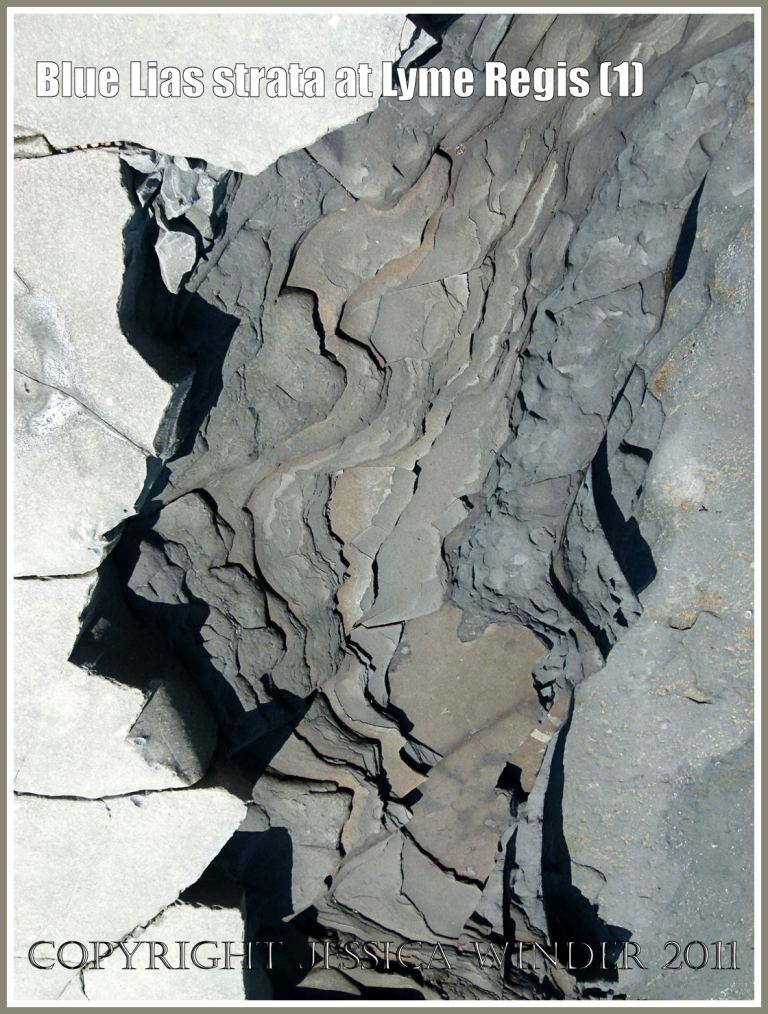 Blue Lias rocks: Blue Lias rock strata on the seashore at Monmouth Beach, Lyme Regis, Dorset, UK, on the Jurassic Coast World Heritage Site (1)