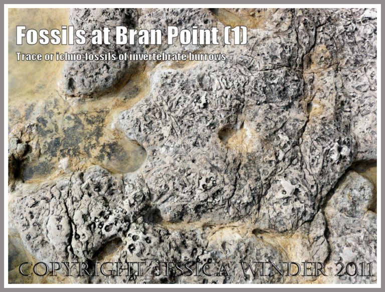 Trace fossils, also called ichnofossils, of tunnels and burrows made by small marine invertebrate creatures like crabs, millions of years ago in rocks at Bran Point, Ringstead Bay, Dorset, UK, on the Jurassic Coast (1) Trace fossils, also called ichnofossils, of tunnels and burrows made by small marine invertebrate creatures like crabs, million years ago in rocks at Bran Point, Ringstead Bay, Dorset, UK, on the Jurassic Coast (1)