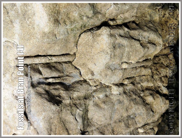 Trace fossils, also called ichnofossils, of tunnels and burrows made by marine worms millions of years ago, in the Arenicolites Beds in rocks at Bran Point, Ringstead Bay, Dorset, UK, on the Jurassic Coast (4) Fossil worm burrows: Trace fossils, also called ichnofossils, of tunnels and burrows made by marine worms millions of years ago, in the Arenicolites Beds in rocks at Bran Point, Ringstead Bay, Dorset, UK, on the Jurassic Coast (4)