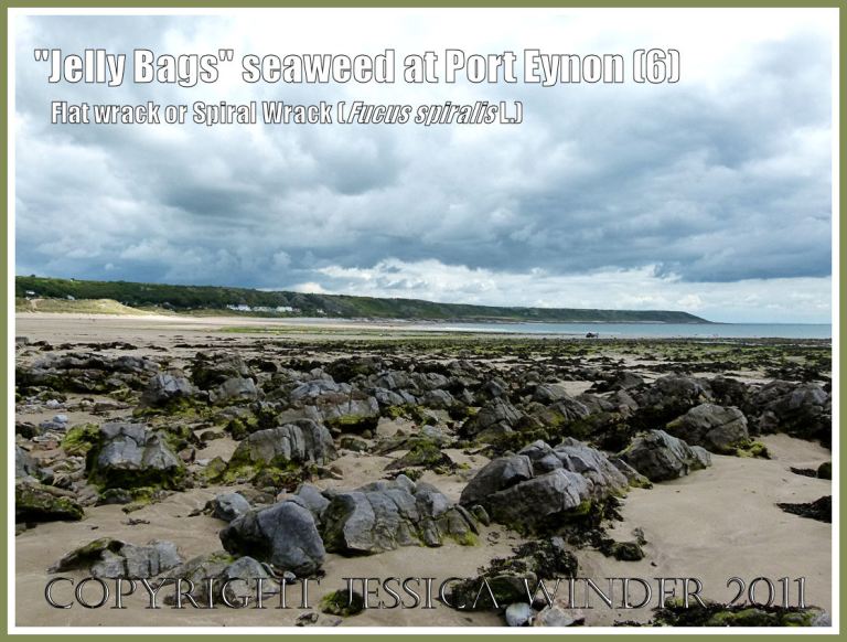 View of Port Eynon looking north-east, showing Fucus spiralis drying out on rocky outcrops and sand exposed at low tide, Gower, South Wales, UK (6)