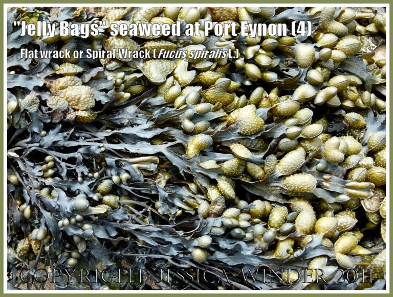 Jelly Bags seaweed drying out between tides: Fucus spiralis Linnaeus (also known as "Jelly Bags" seaweed, Spiral Wrack, and Flat Wrack) showing the swollen receptacles at the ends of the drying fronds, on Port Eynon beach at low tide, Gower, South Wales, UK (4)