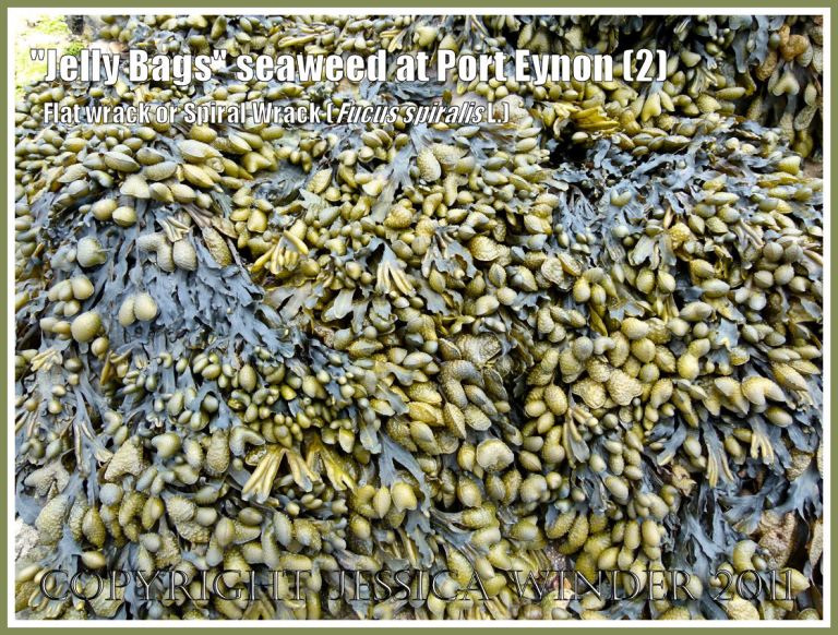 Seaweed on Gower beaches: Fucus spiralis Linnaeus (also known as "Jelly Bags" seaweed, Spiral Wrack, and Flat Wrack) showing numerous swollen reproductive bodies at the ends of the fronds, on Port Eynon beach, Gower, South Wales, UK (2) 