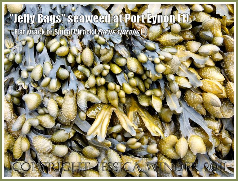 "Jelly Bags" seaweed: Fucus spiralis Linnaeus (also known as "Jelly Bags" seaweed, Spiral Wrack, and Flat Wrack) showing numerous swollen reproductive bodies at the ends of the fronds, on Port Eynon beach, Gower, South Wales, UK (1) 