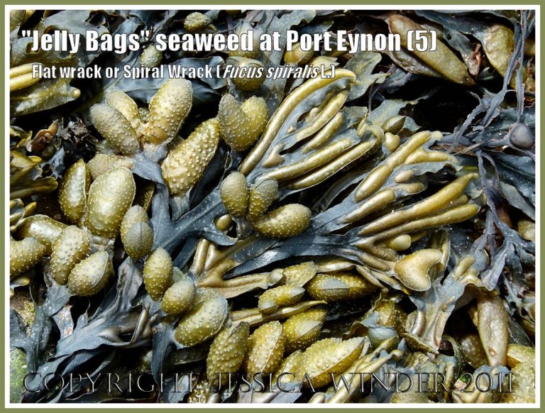 Spiral Wrack receptacles and blisters: Fucus spiralis Linnaeus (also known as "Jelly Bags" seaweed, Spiral Wrack, and Flat Wrack) showing the swollen reproductive receptacles in various stages of development, and elongated blisters which are not reproductive in function, on Port Eynon beach, Gower, South Wales, UK (5)
