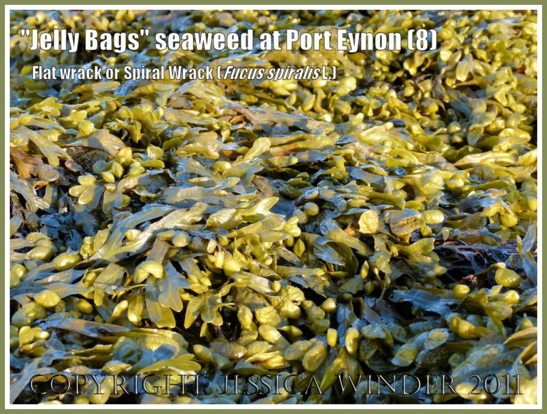 Seaweed reflecting the setting sun at Port Eynon: Detail of Fucus spiralis L. (Spiral Wrack, Flat Wrack, or "Jelly Bags") wet and glowing golden in the setting sun, at Port Eynon, Gower, South Wales, UK (8)