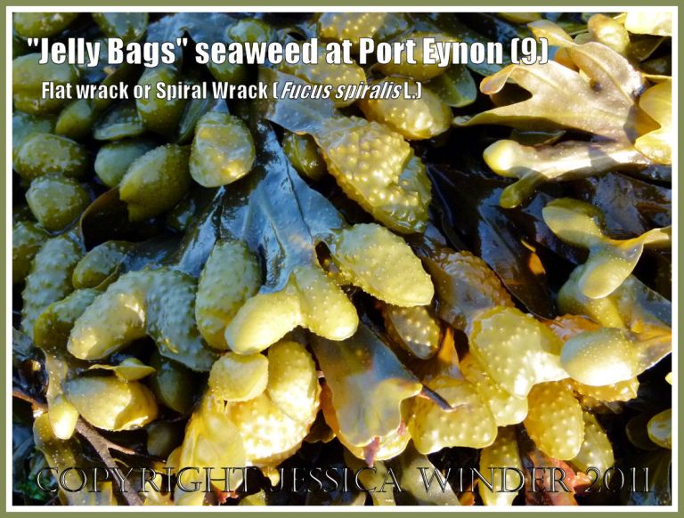 Close-up of Fucus spiralis L. (Spiral Wrack, Flat Wrack, or "Jelly Bags") wet and glowing golden in the setting sun, at Port Eynon, Gower, South Wales, UK (9)