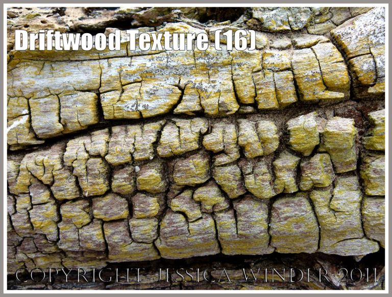Yellow lichen on stranded driftwood: Wood texture and natural pattern in driftwood on the strandline at Whiteford Sands, Gower, South Wales, UK (16)