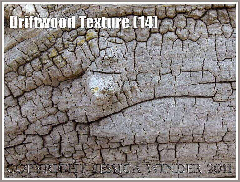 Cracks and crazing in weathered driftwood: Wood texture and natural pattern in driftwood on the strandline at Whiteford Sands, Gower, South Wales, UK (14)