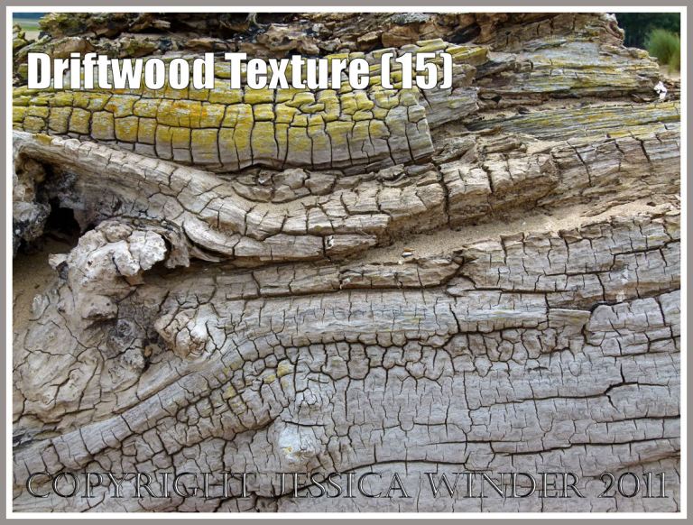 Driftwood close-up: Wood texture and natural pattern in driftwood on the strandline at Whiteford Sands, Gower, South Wales, UK (15)