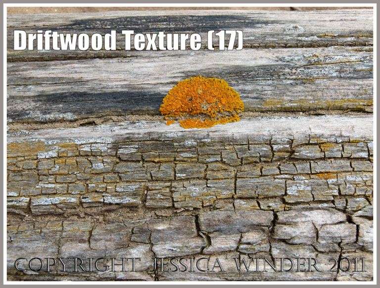 Wood texture and natural pattern in driftwood on the strandline at Whiteford Sands, Gower, South Wales, UK (17)
