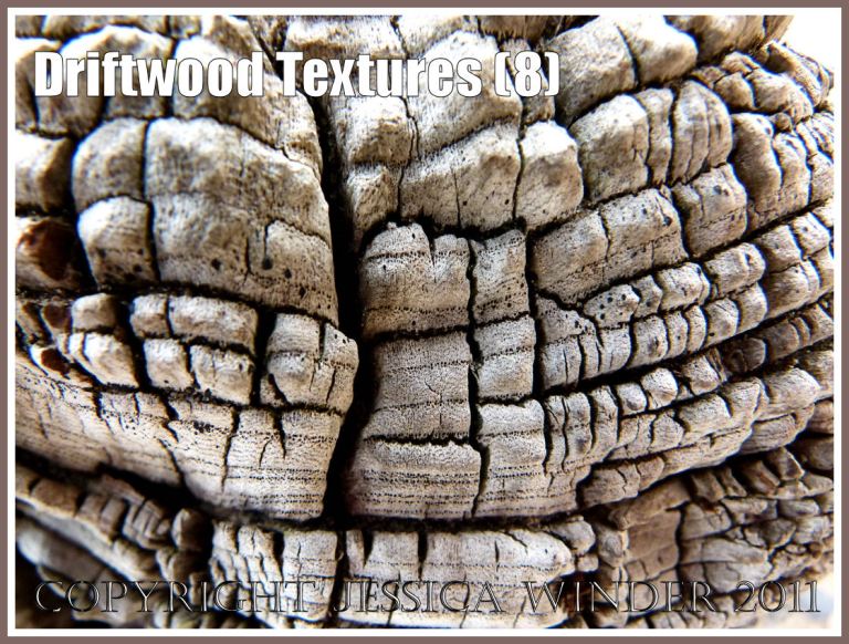 Driftwood decay: Wood texture and natural abstract patterns in a piece of driftwood on the strandline at Whiteford Sands, Gower, South Wales, UK (8)