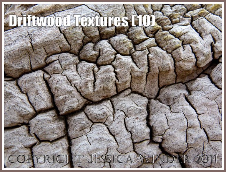 Weathered driftwood: Wood texture and natural abstract patterns in a piece of driftwood on the strandline at Whiteford Sands, Gower, South Wales, UK (10)