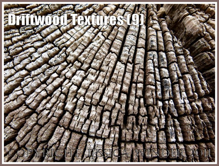 Growth rings in driftwood: Wood texture and natural abstract patterns in a piece of driftwood on the strandline at Whiteford Sands, Gower, South Wales, UK (9)