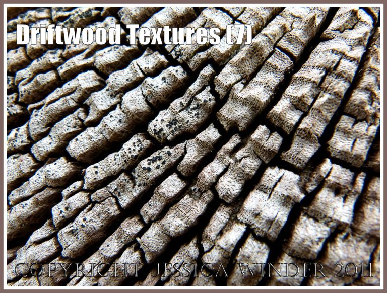 Driftwood texture and pattern: Wood texture and natural abstract patterns in a piece of driftwood on the strandline at Whiteford Sands, Gower, South Wales, UK (7)