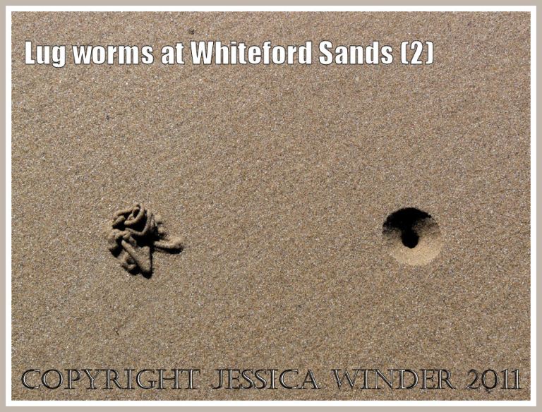 Lug Worm blow hole and cast: Blow hole and spiral cast of the marine polychaete Blow Lug or Lug Worm, most probably Arenicola marina Linnaeus, on the shore at Whiteford Sands, Gower, South Wales (2)