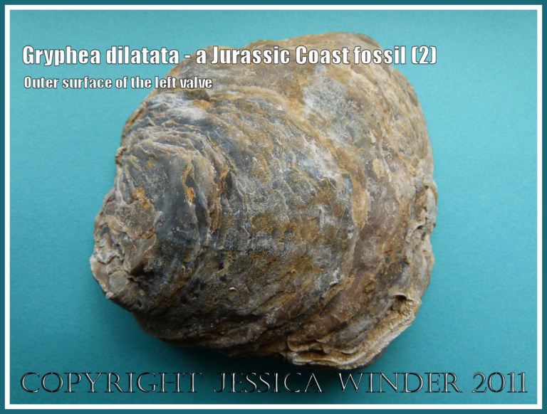 Jurassic Coast fossil shell, Gryphea dilatata J Sowerby, showing outer surface of the left valve (2)