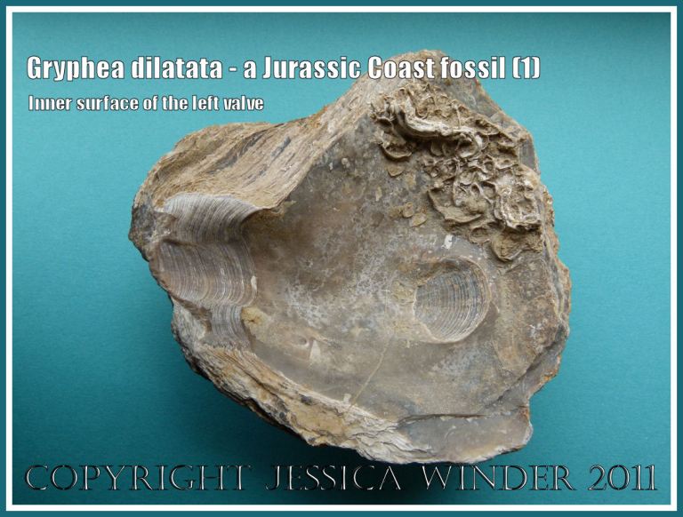 Jurassic Coast fossil shell, Gryphea dilatata J Sowerby, showing interior surface of the left valve (1)