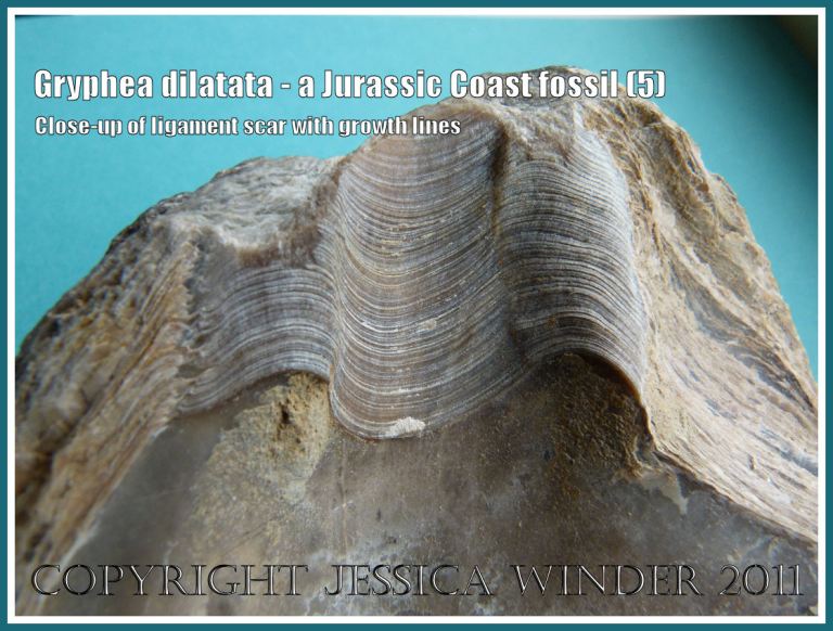 Jurassic Coast fossil shell, Gryphea dilatata J Sowerby, showing detail of the growth lines in the ligament hinge scar (5)
