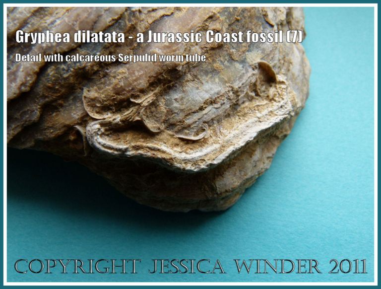 Jurassic Coast fossil shell, Gryphea dilatata J Sowerby, showing outer surface left valve side view with close-up of a keeled calcareous Serpulid tube near lower edge (7)