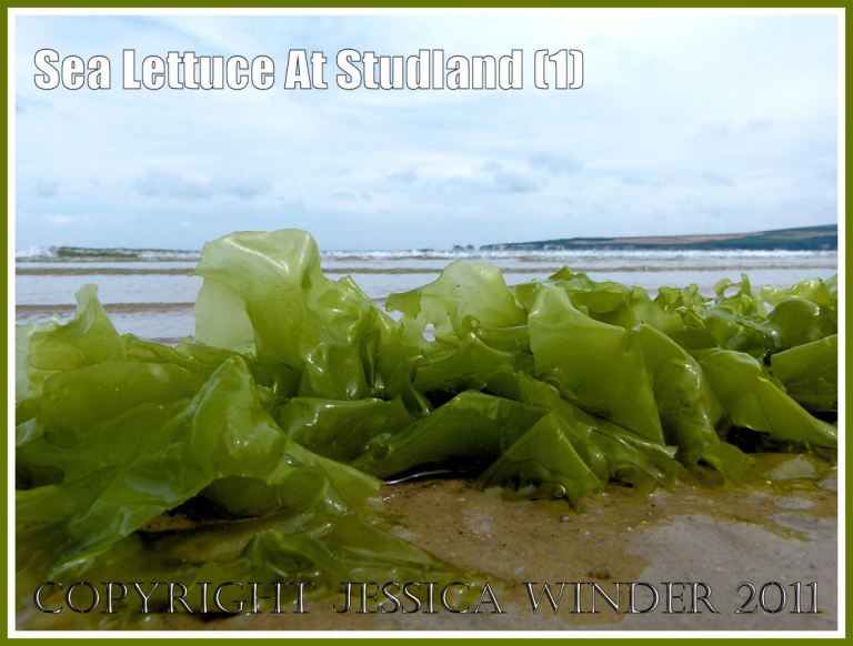 P1080496aBlog1 Sea Lettuce or Green Laver seaweed, Ulva lactuca Linnaeus, on the sand at Studland Beach, Dorset, UK, on the Jurassic Coast, 15th July 2011 (1) Sea Lettuce or Green Laver seaweed, Ulva lactuca Linnaeus, on the sand at Studland Beach, Dorset, UK, on the Jurassic Coast, 15th July 2011 (1)