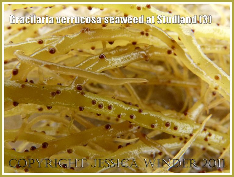 Cystocarps on seaweed at Studland: Gracilaria verrucosa seaweed - close-up showing reproductive cystocarps on the fronds, from the strandline at Studland Bay, Dorset, UK, on the Jurassic Coast (3)
