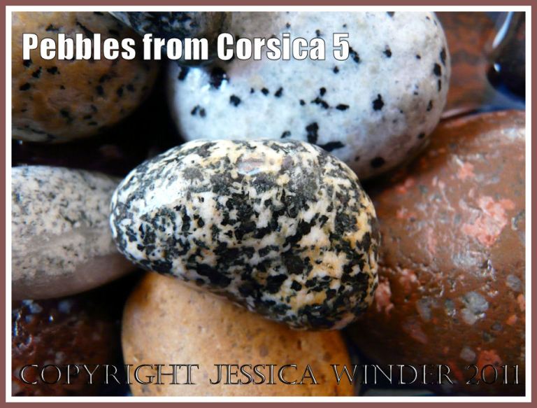 Pebbles from Corsica: Black and white spotted pebble from Corsica (5)